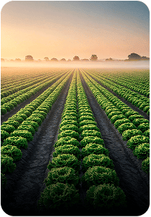 Agriculture drone survey solution