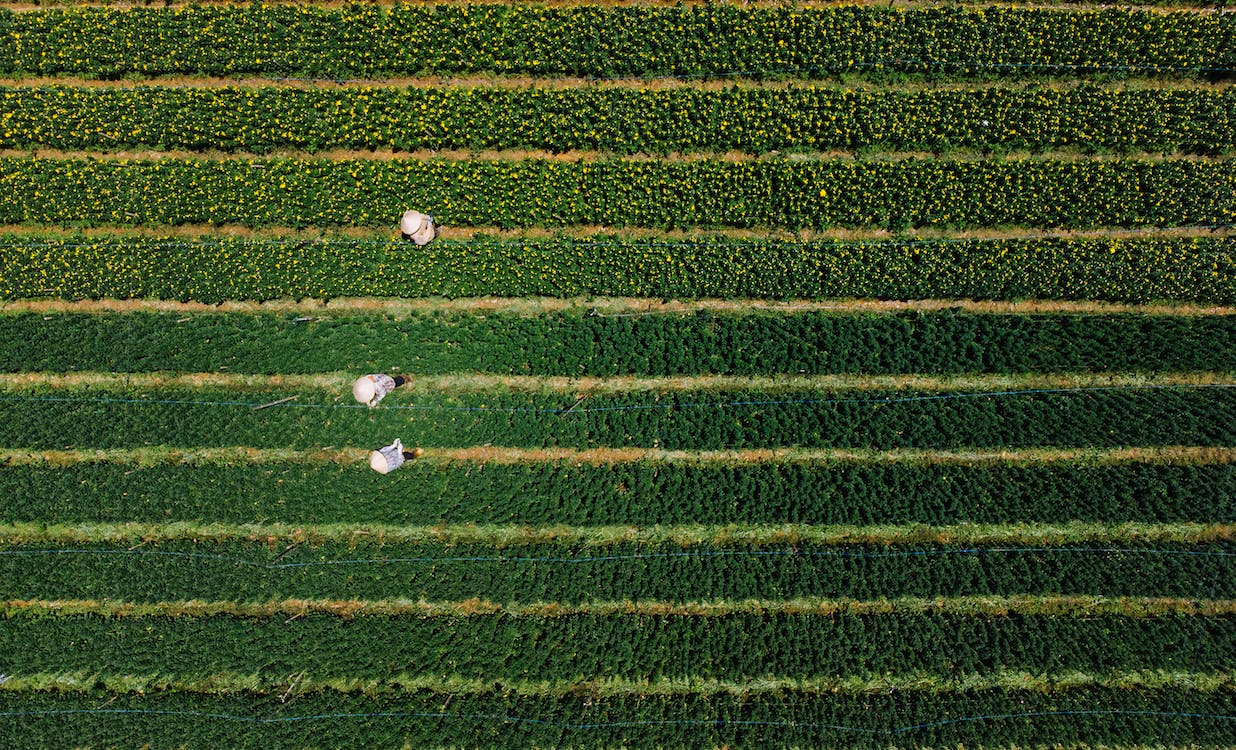 affordable typecertified Indian drone in agriculture